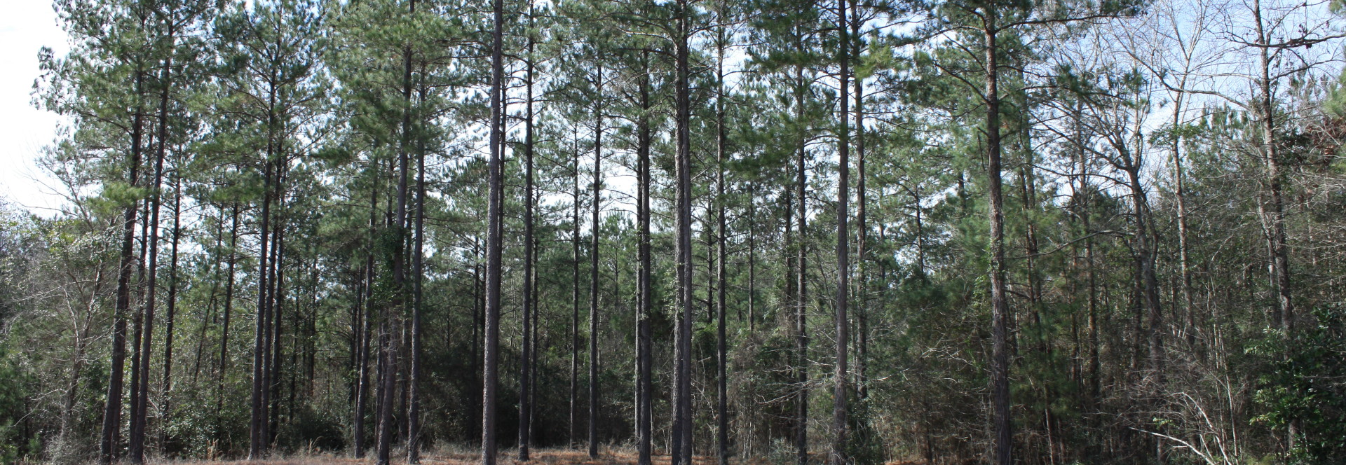 Bellegrass Subdivision, Hattiesburg, MS Lot H-21